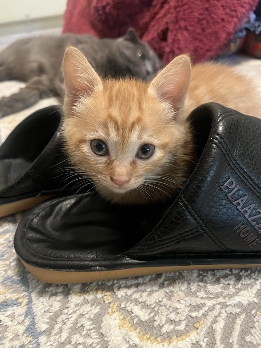 Отдам котят в хорошие руки