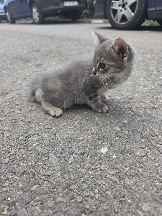 Pui pisica adopție