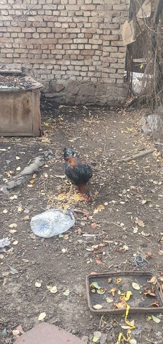 Dakan xõroz 10 oylik