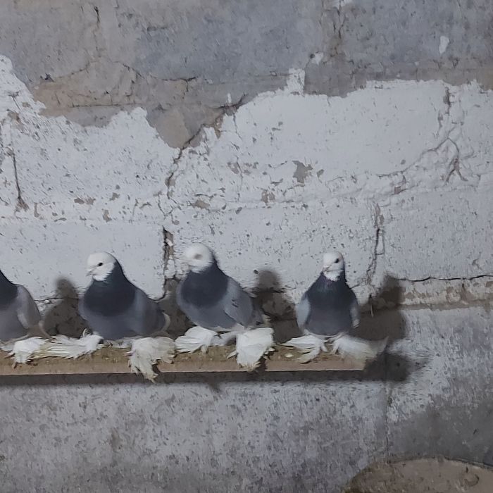 Маздок 3 пара гатовый