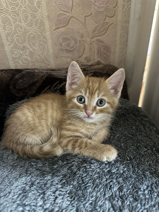 Отдам котят бесплатно