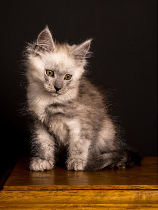 Pui maine coon cu pedigree 3 luni