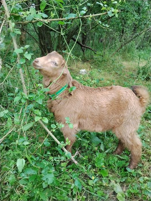 Capre bune de lapte