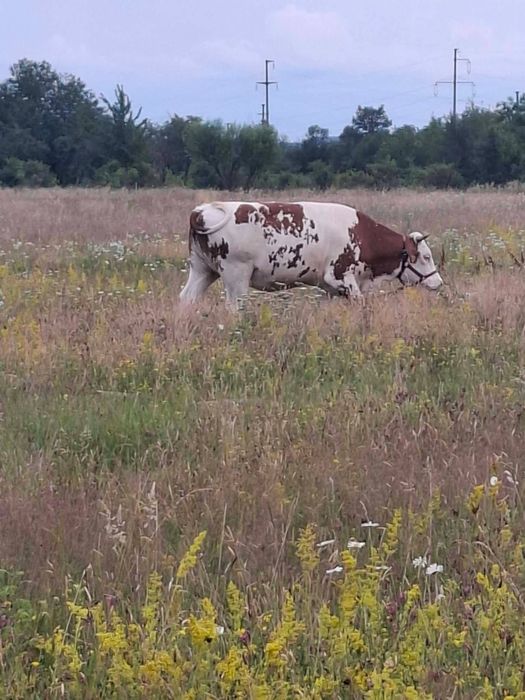 Vand vaca si juninca ambele baltat romanesc