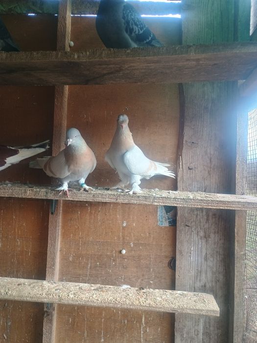 Porumbei takla cu joc