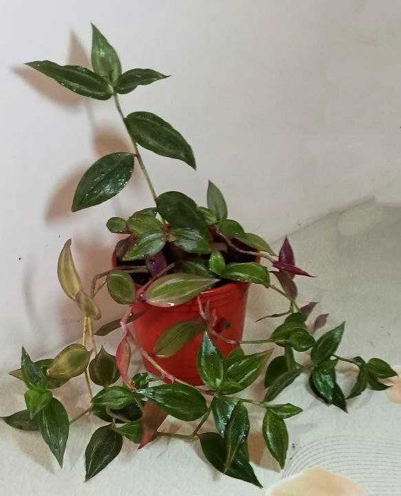 Продам. Традесканция зебрина (Tradescantia zebrina)