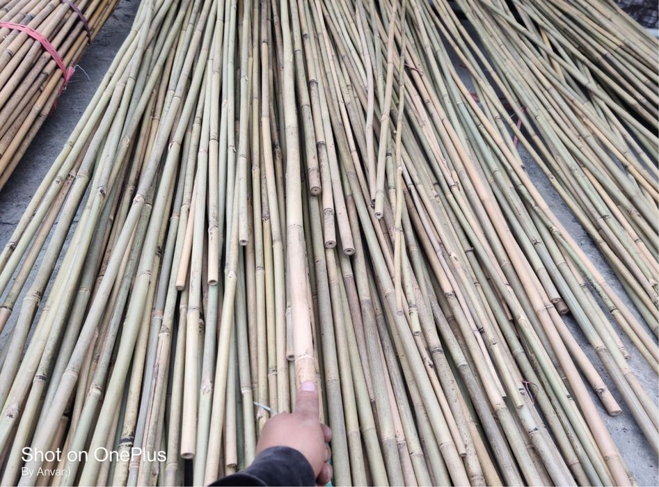 Продам бамбук ! Палки ! Опоры! Стволы !