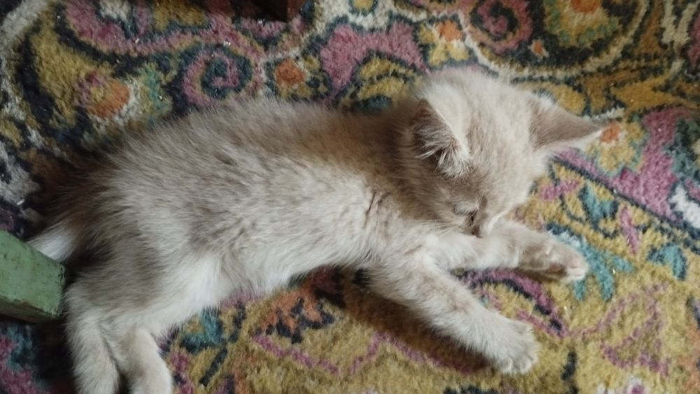 Котята бесплатно две шт