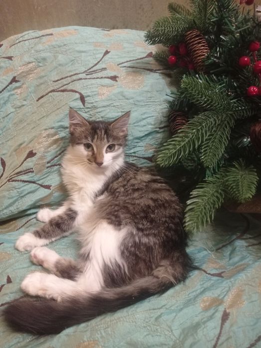 На счастье! КотЯтки домашние