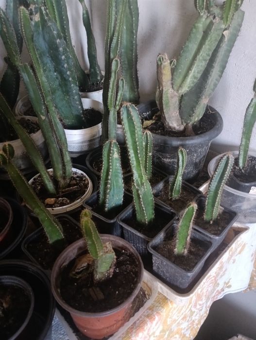 Продам Кактусы срочно