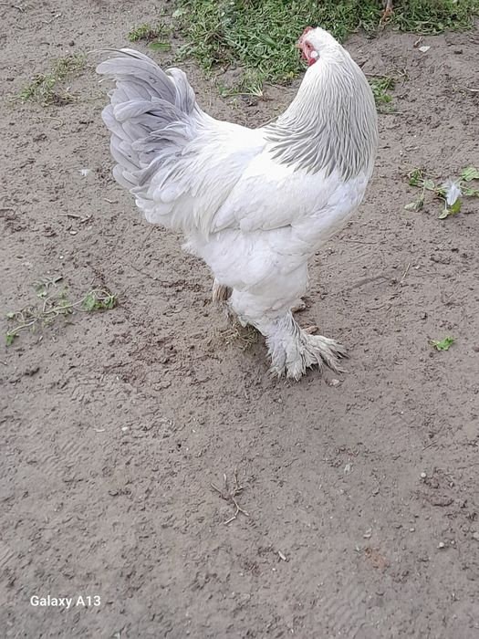 Brama xoroz kafolati bilan