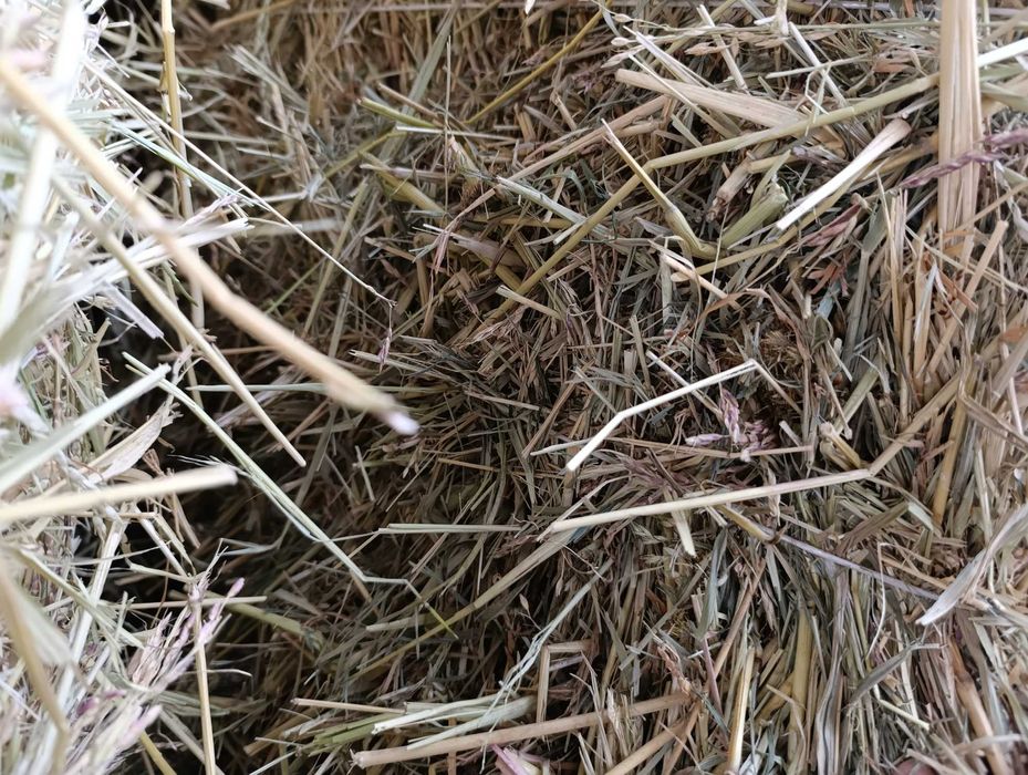 Шөп,шөп,шөп,шөп.