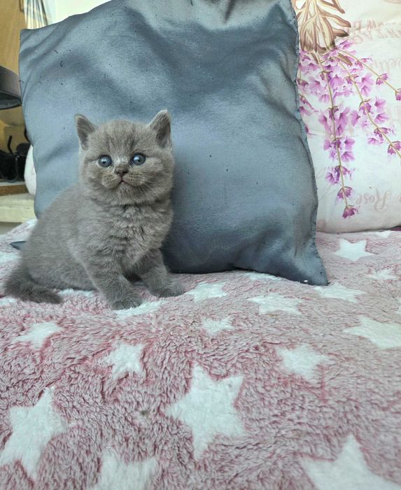 Продавам британски котета