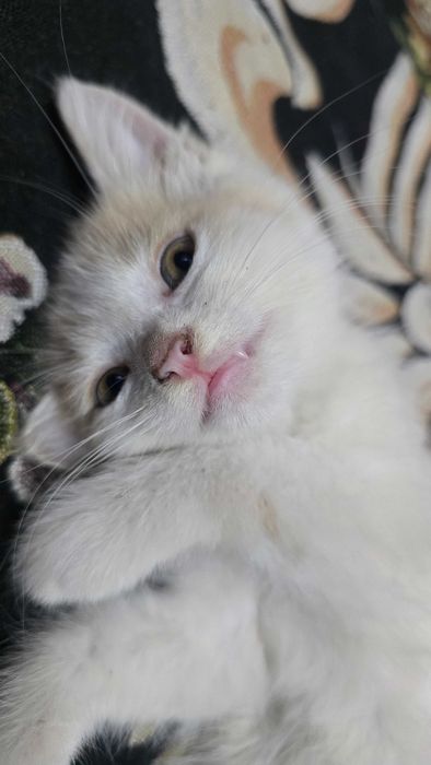 Отдам котёнка в хорошие руки