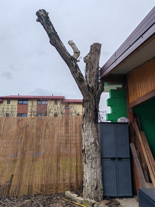 Vând trunchi de nuc