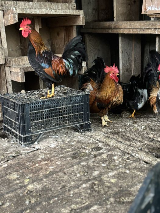 Vand cocosi pitici si mari