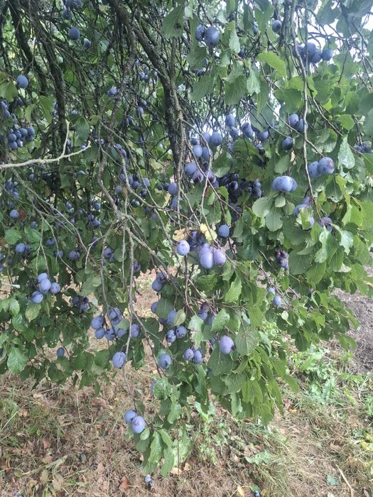 Vând prune pentru tuica