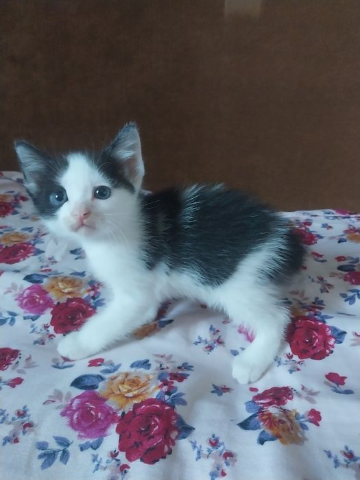Отдам котят в хорошие руки