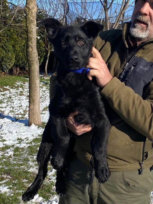 Pui ciobănesc german linie de lucru