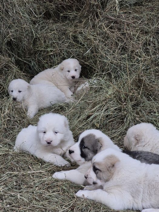 В продаже щенки САО алабаи