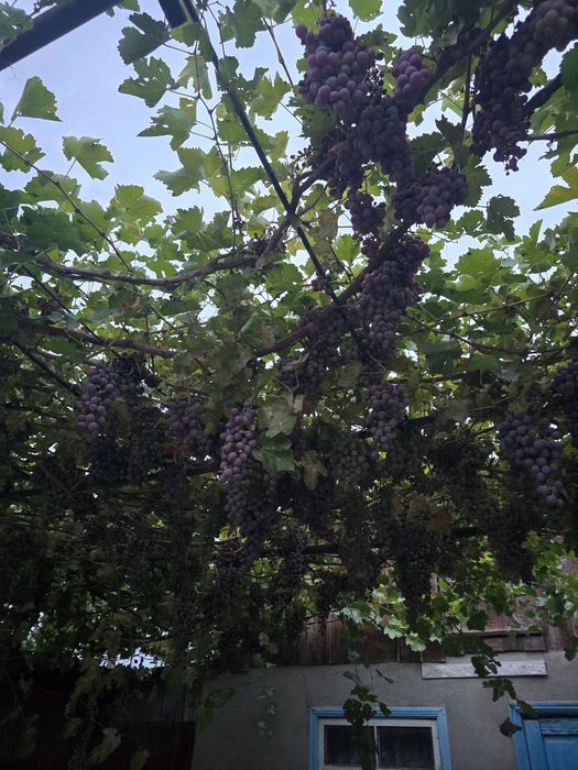 Виноград домашний