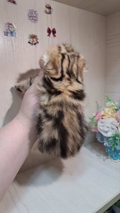 Котята без помиси
