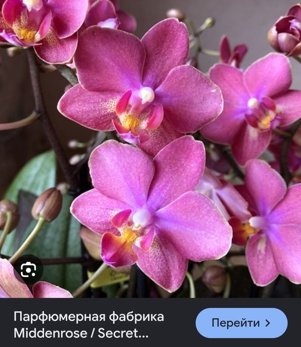 Продам Орхидеи Темиртау