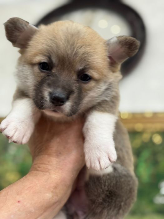 Мальчики и девочки вельш корги