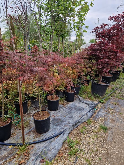 Artari japonezi  în stoc!