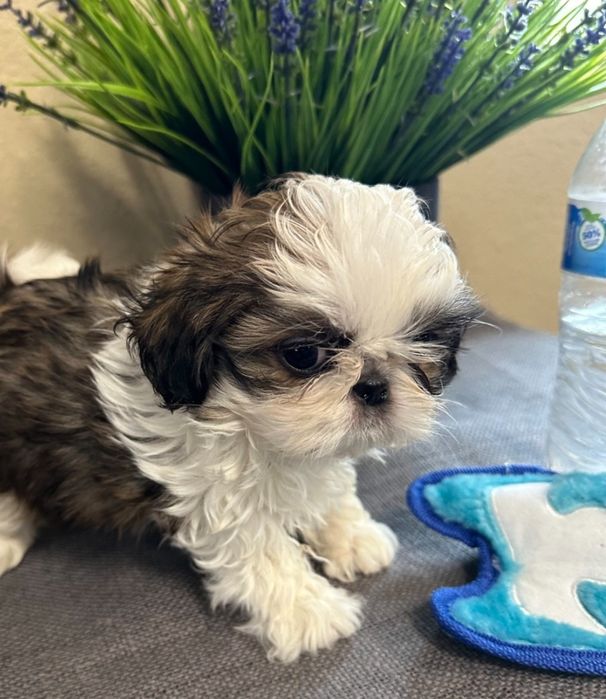 Shih-tzu talie mica