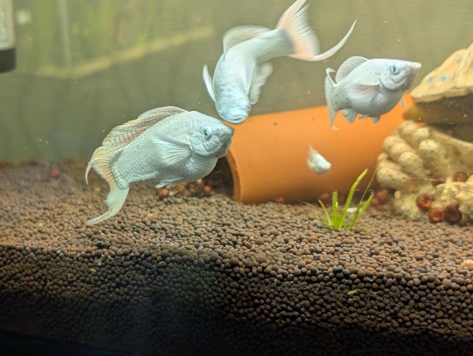 Моллинезия велифера платина