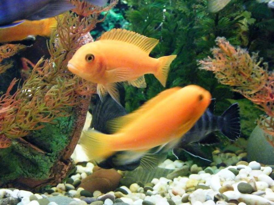 Африкански Цихлиди  автоматична хранилка декоративни рибки!