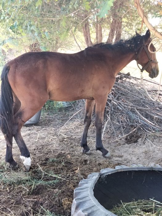 Жылкы сатылады еркек тай