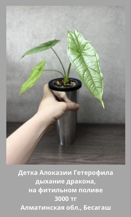 Алоказии разные (детки)