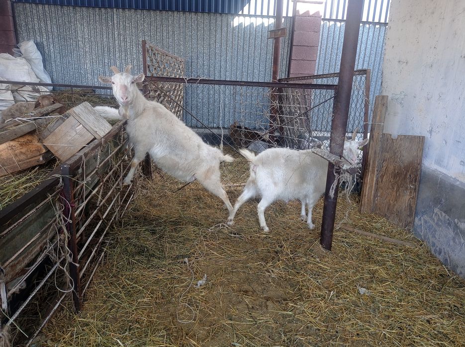 Продаются козы..