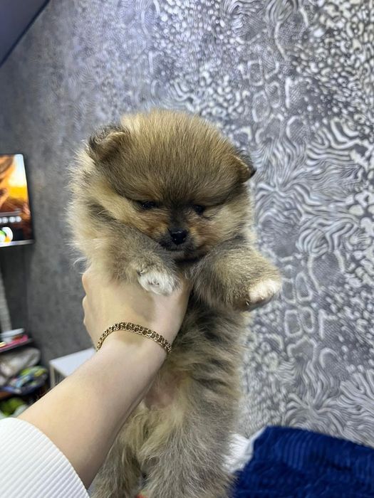 Продам щенков шпица