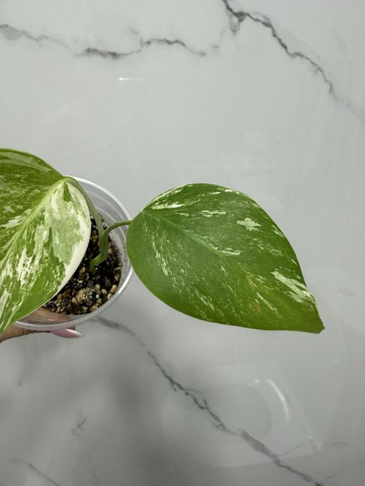 Монстера Альба( отросток)