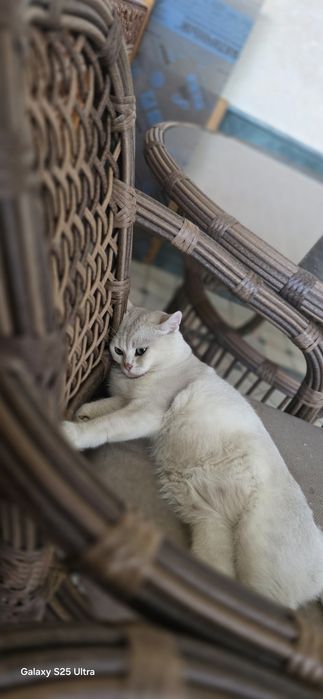 Продаются Котята 2 месяца