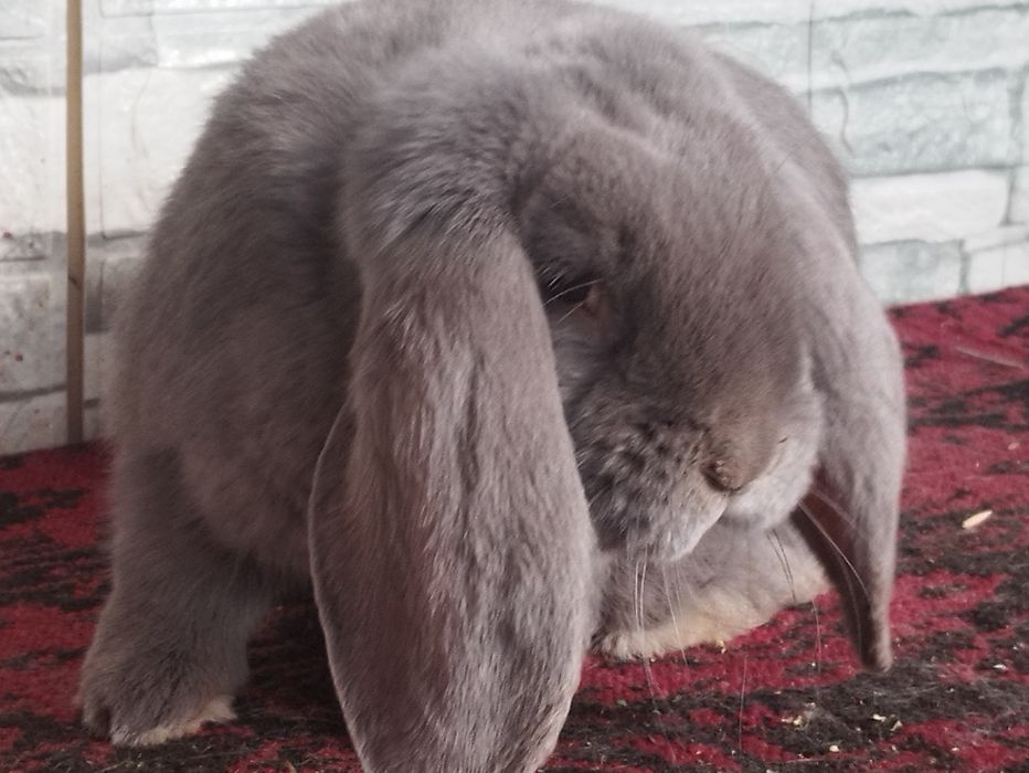 Зайци сини и черни немски гиганти,както и кочовати зайци.