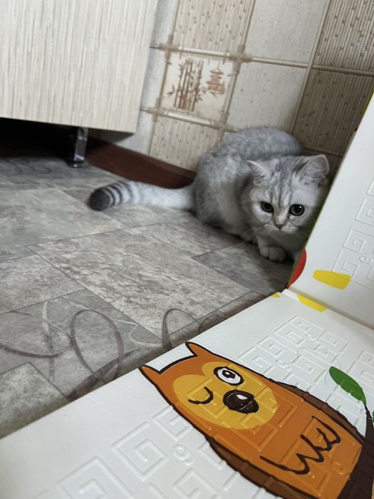 Шиншилла котенок