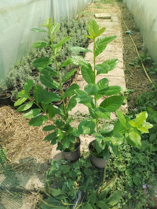 Лавровишна за жив плет 4лв