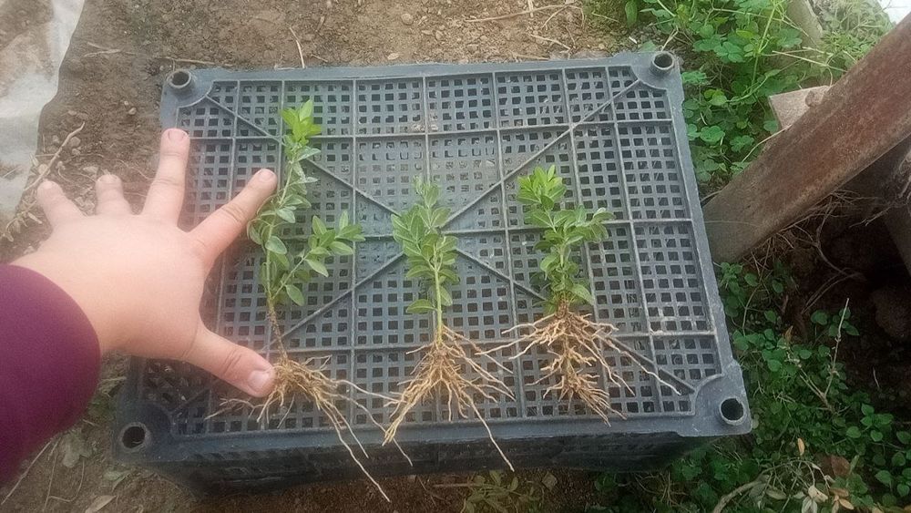 Шамшод ку́чат сотилади