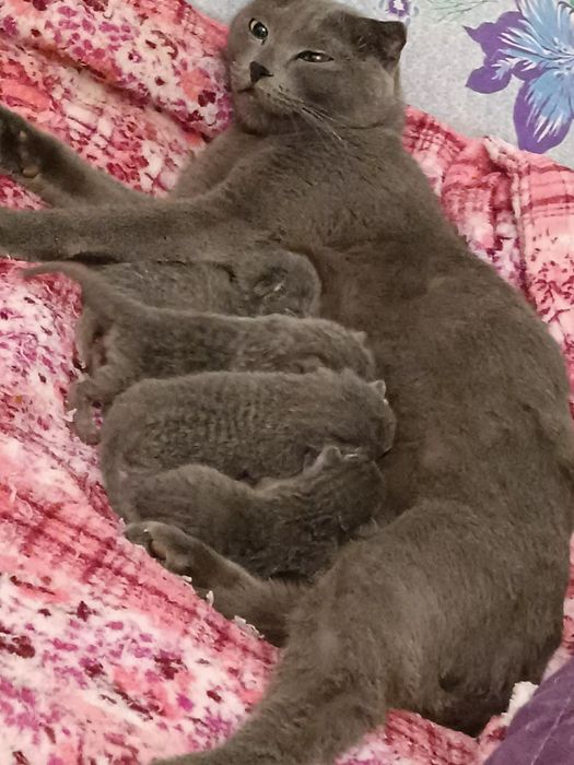 Шотландский вислоухий котенок