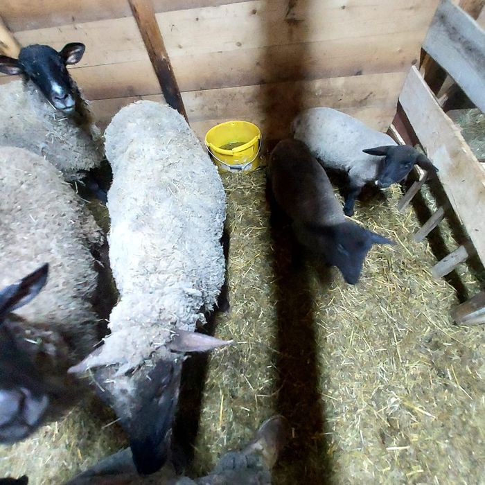 Oi de vanzare cu mielute