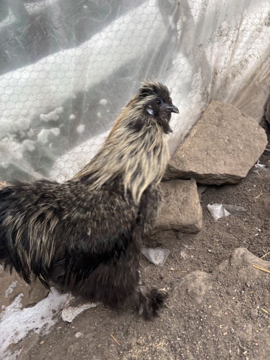 Vand cocos matase japoneza