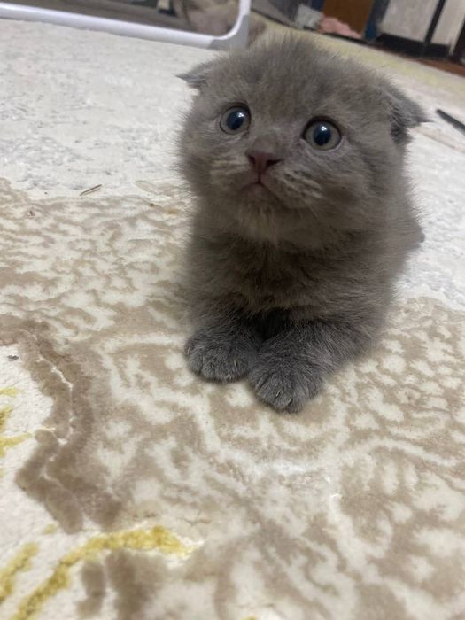 Paroda scotish fold strath