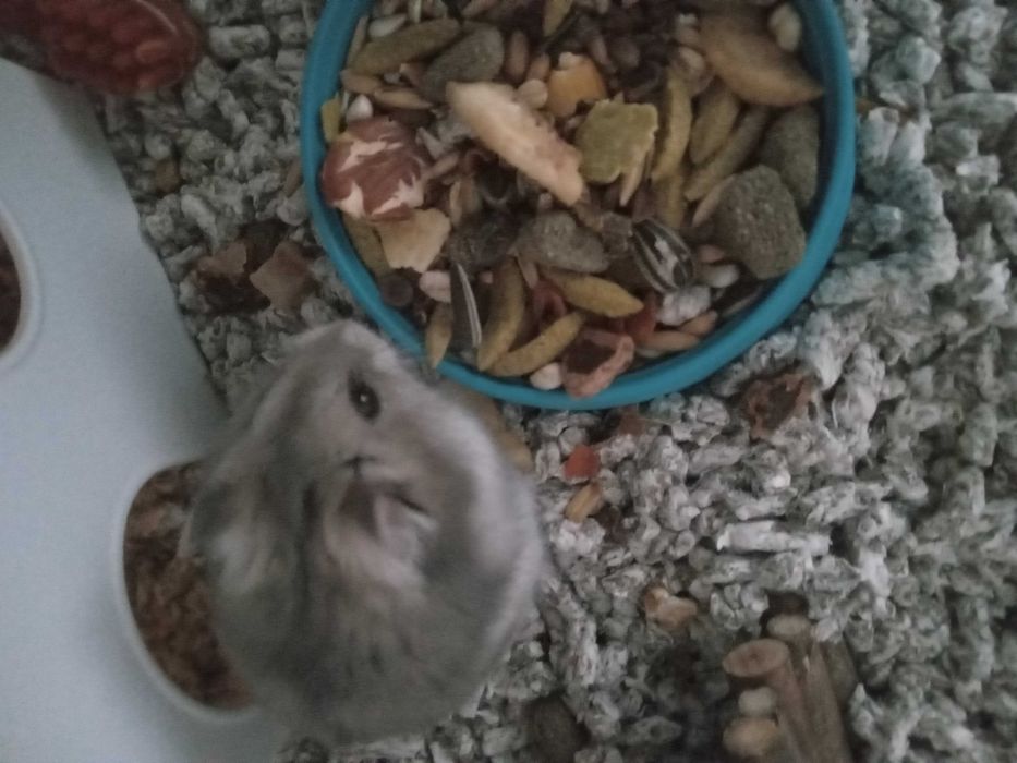 Hamster fata pitic