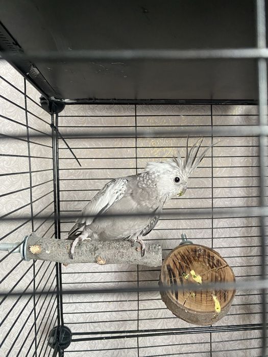 Корелла попугай!