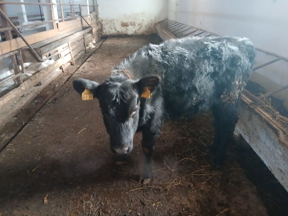 Taurasi de vânzare Tânțăreni Gorj