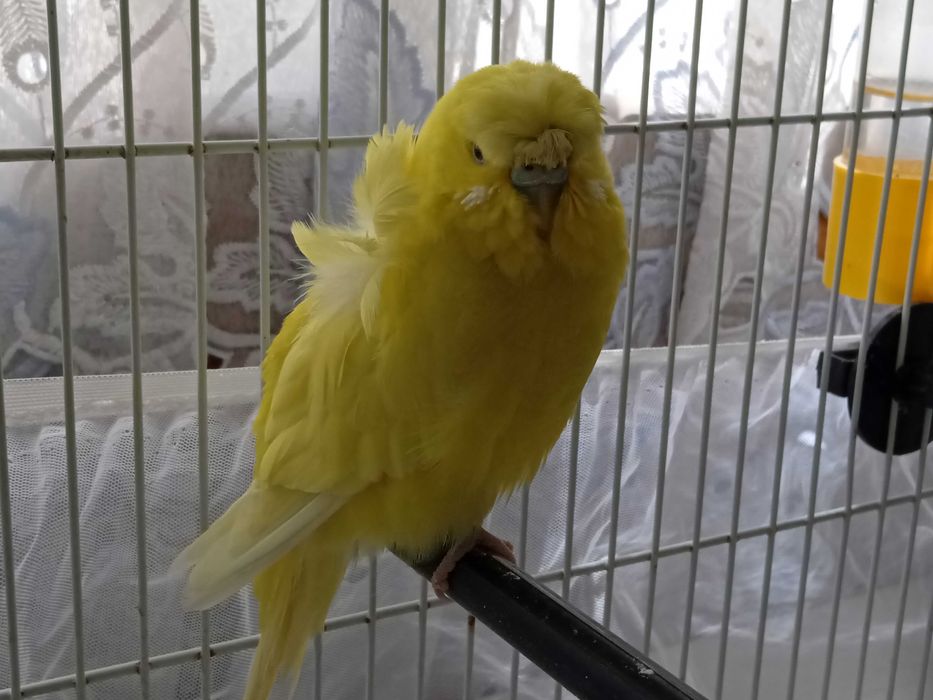 Perusi Hagoromo japonezi elicopter si standard inelați